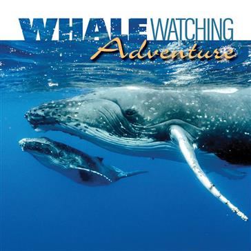 Whale Watching Adventure 1080 x 1080.jpg