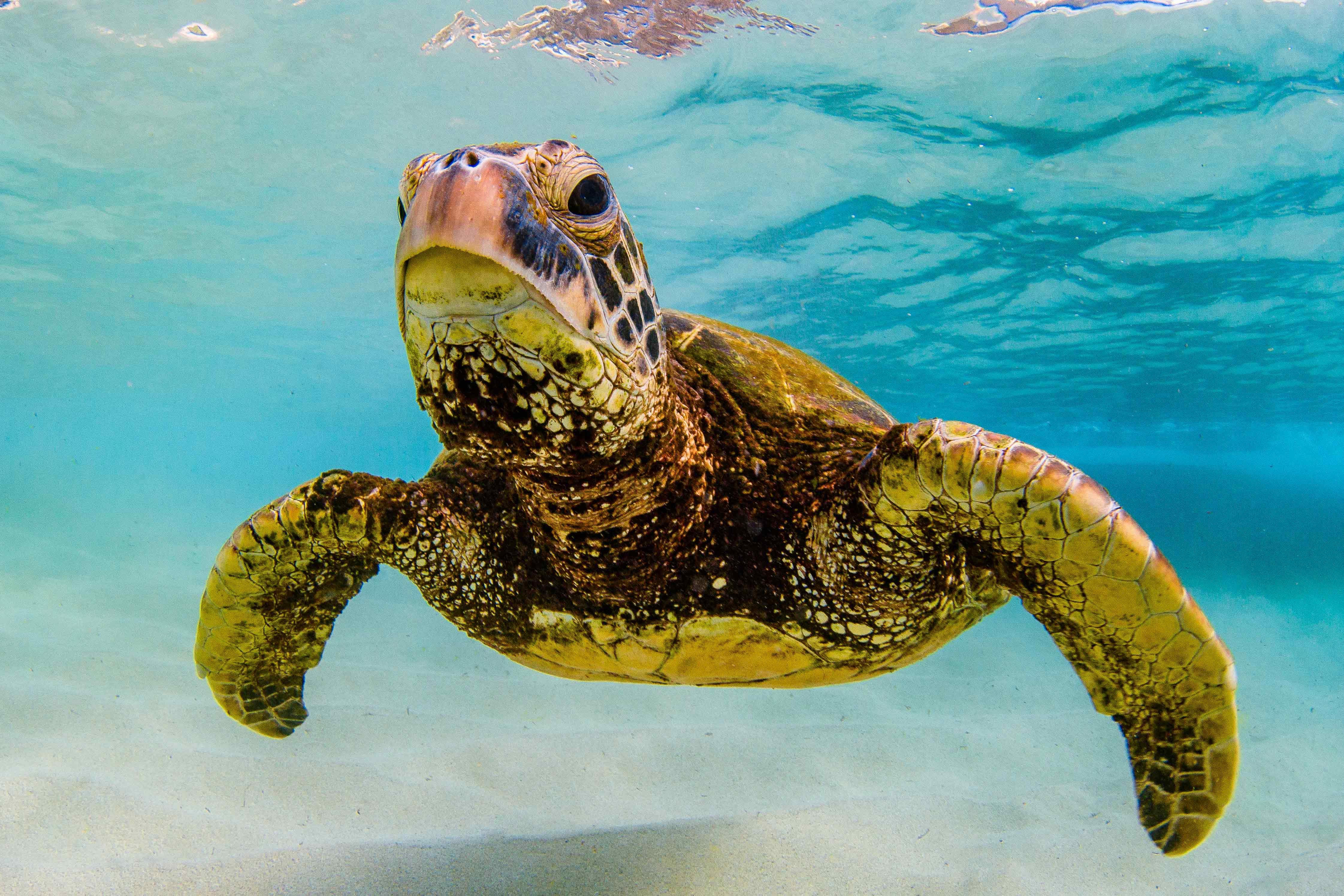 Turtle.jpg