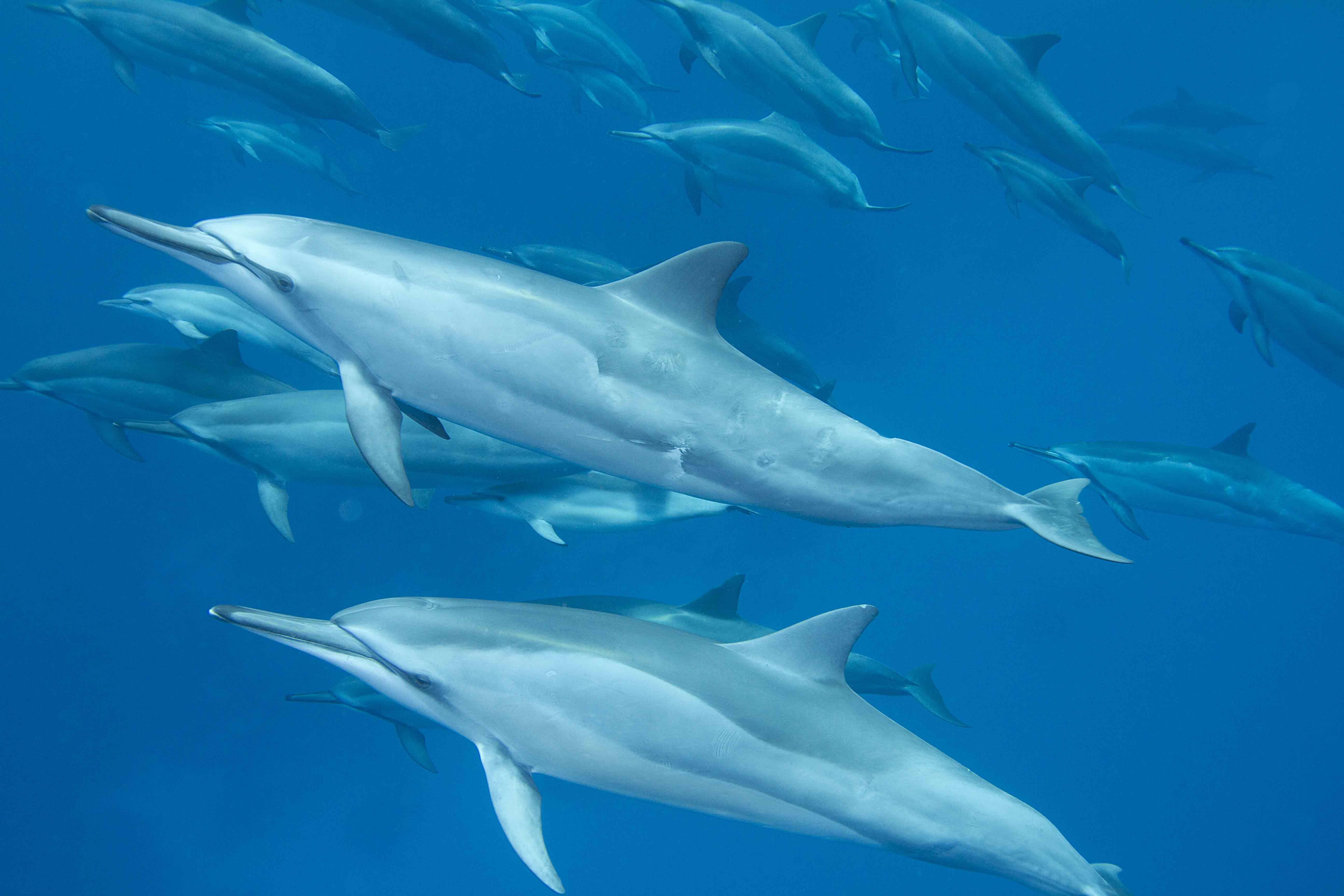 Dolphins.jpg
