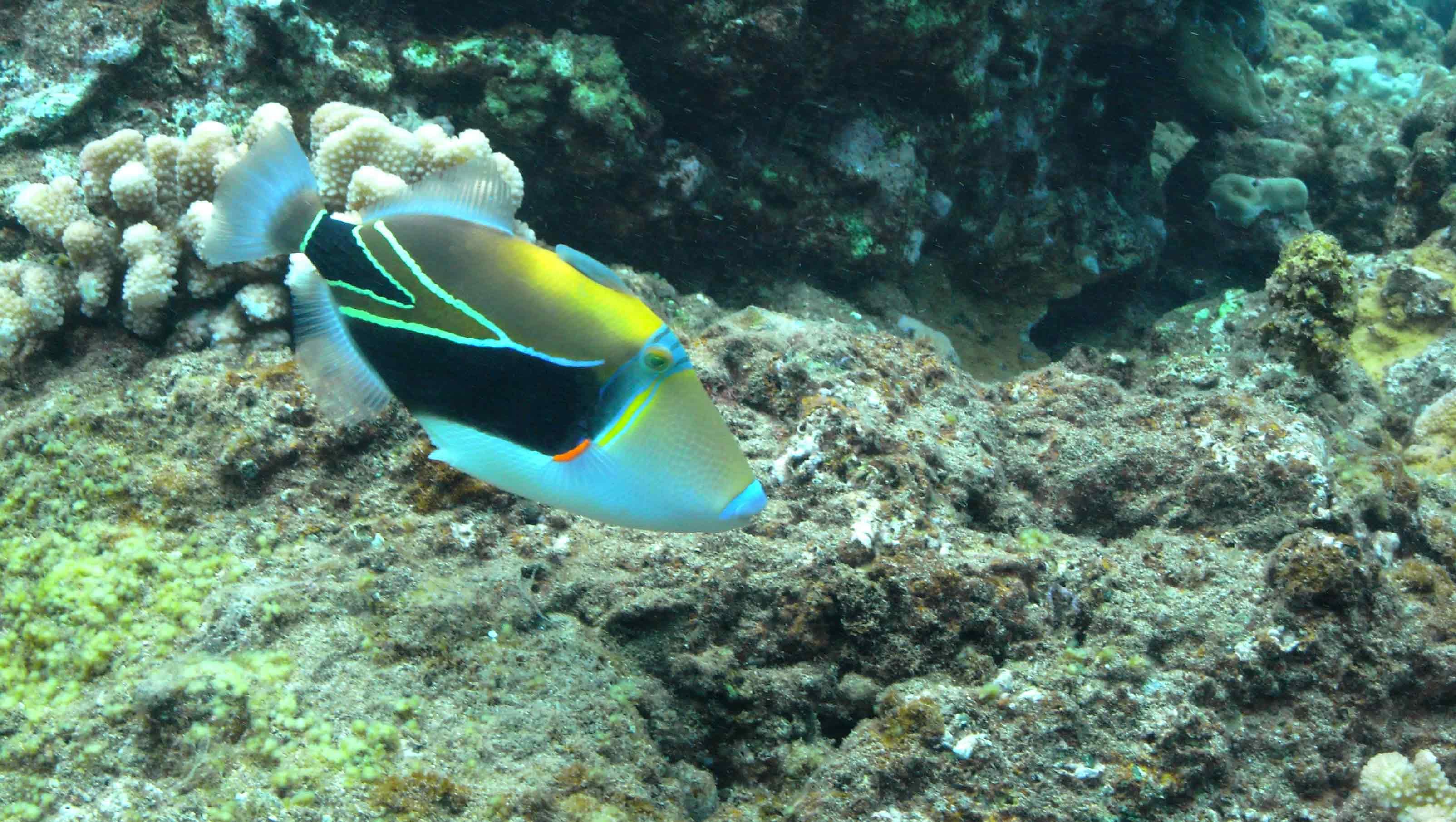 Humuhumunukunukuapuaa.jpg