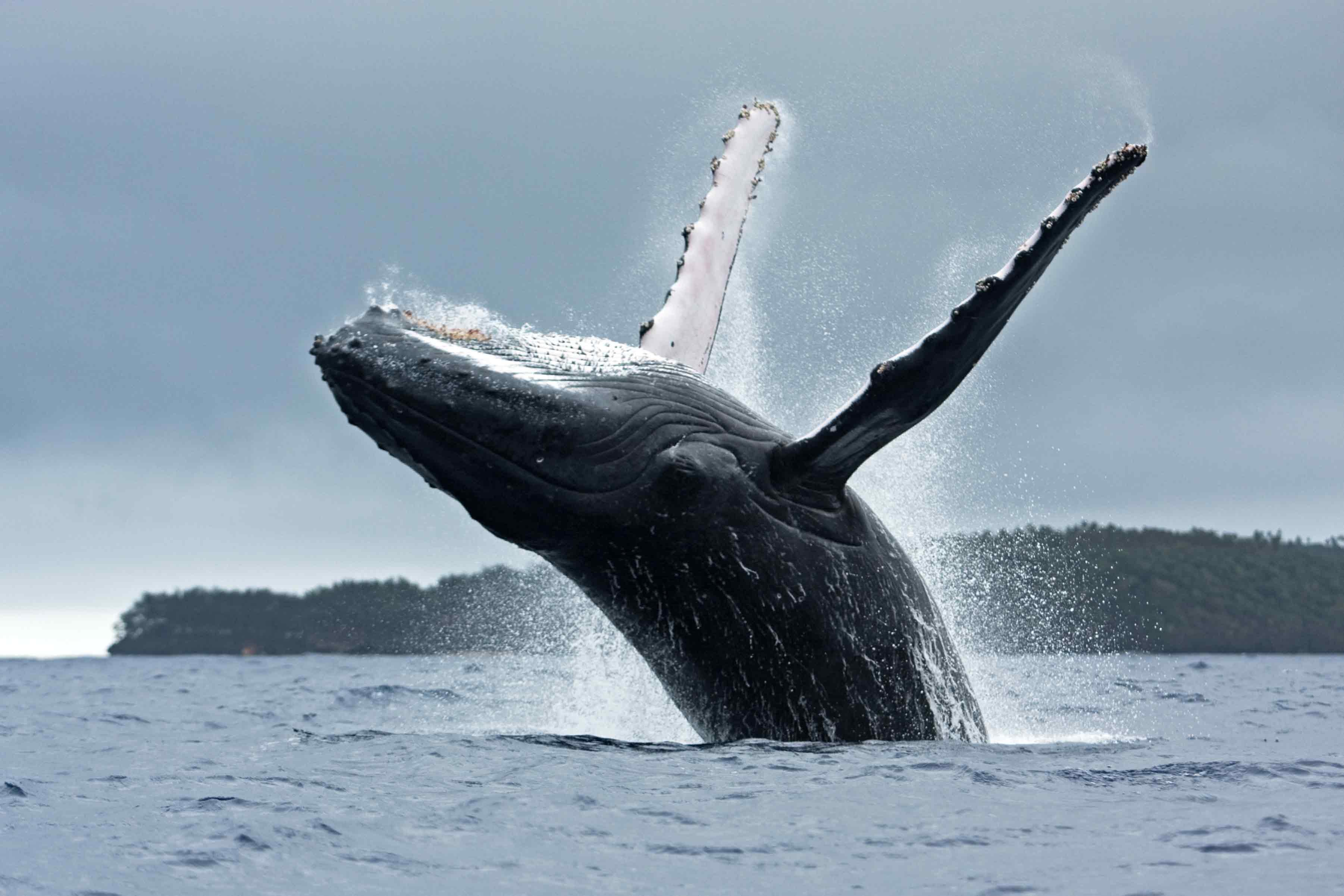 Humpback-Whale.jpg