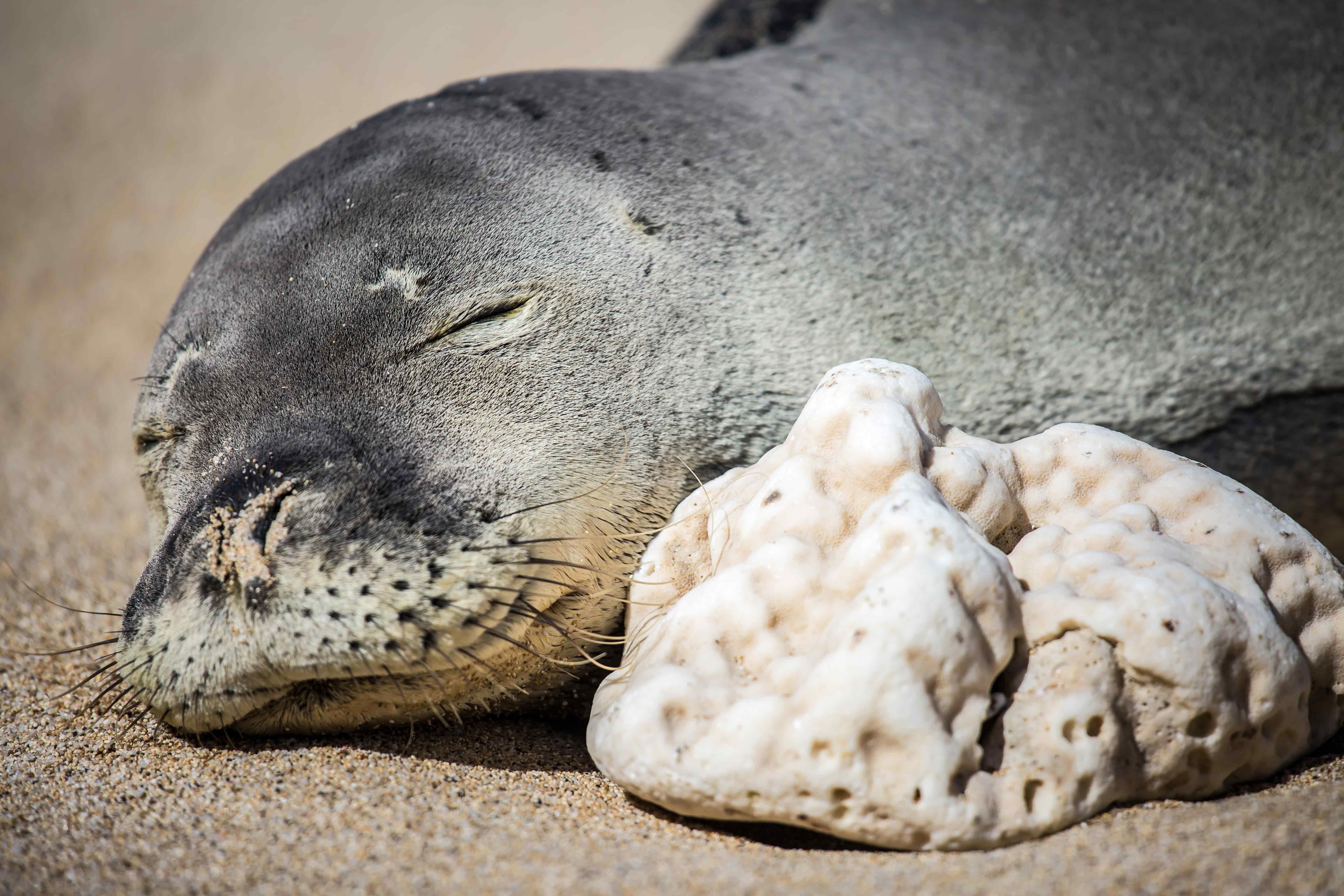 Monk-Seal.jpg