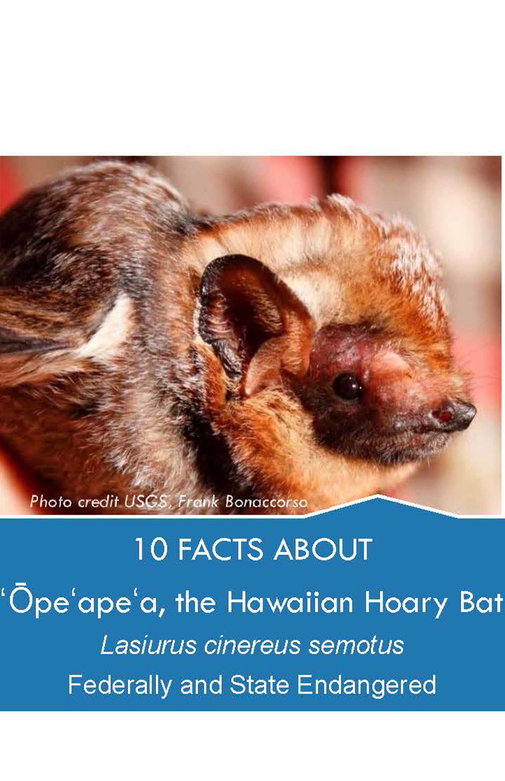 Ten-Facts-about-'Ope'ape'a-Hawaiian-Hoary-Bat.jpg